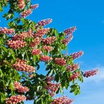 Pagaštan pleťový (Aesculus × carnea briotti) – výška 280-300 cm, obvod kmeňa 8/10 cm, kont. C35L
